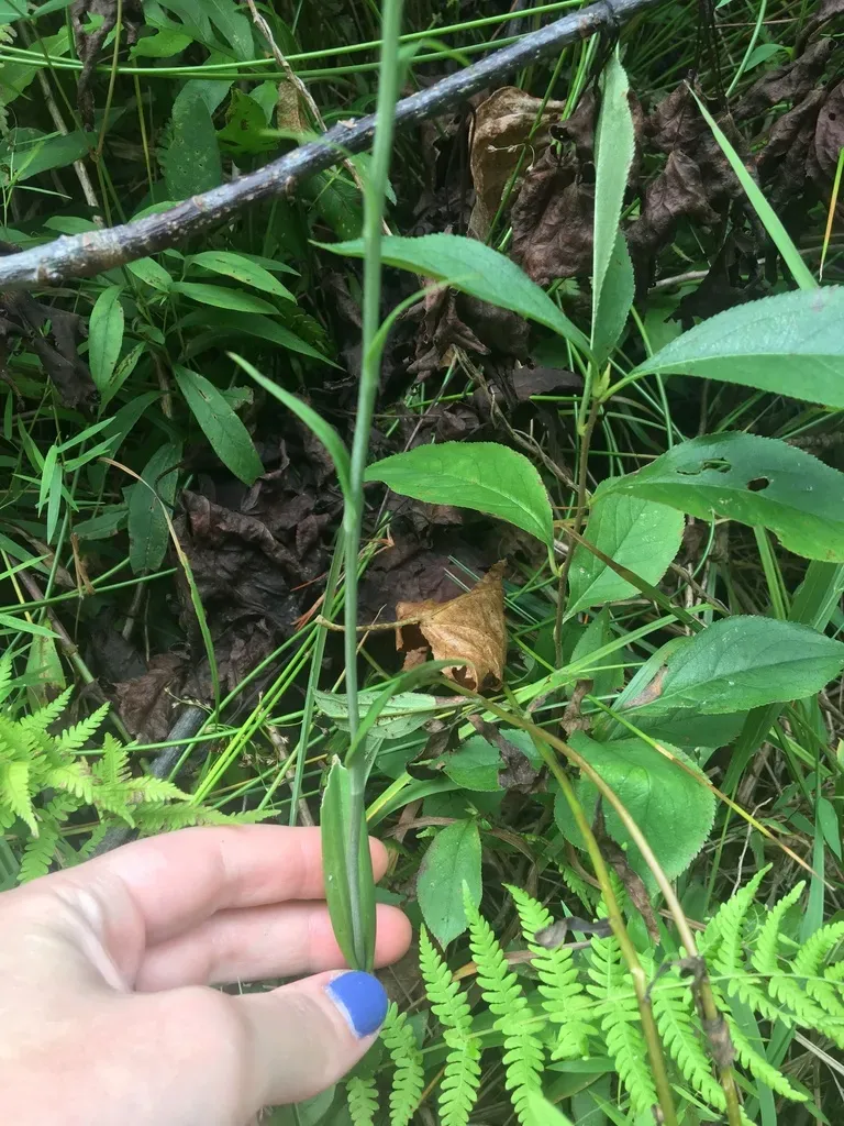 Platanthera × Channellii