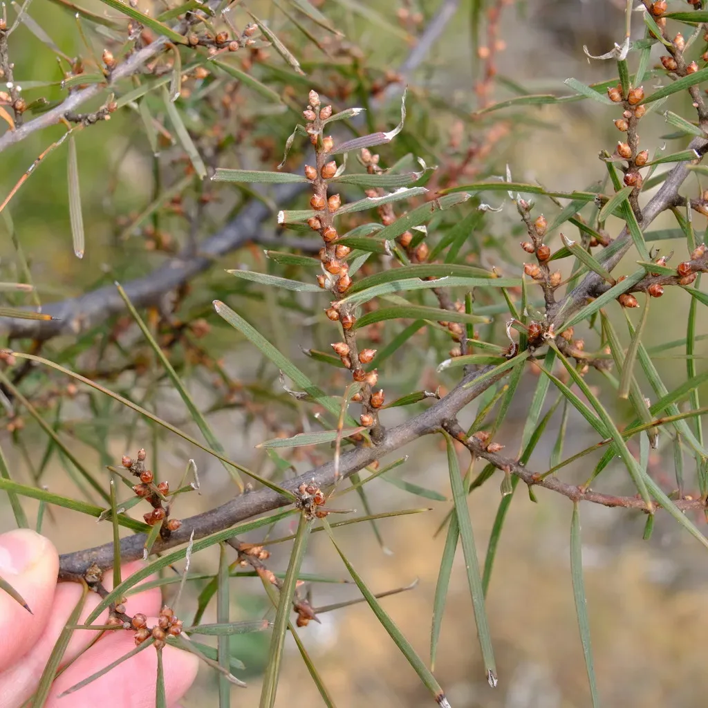 Furze Hakea