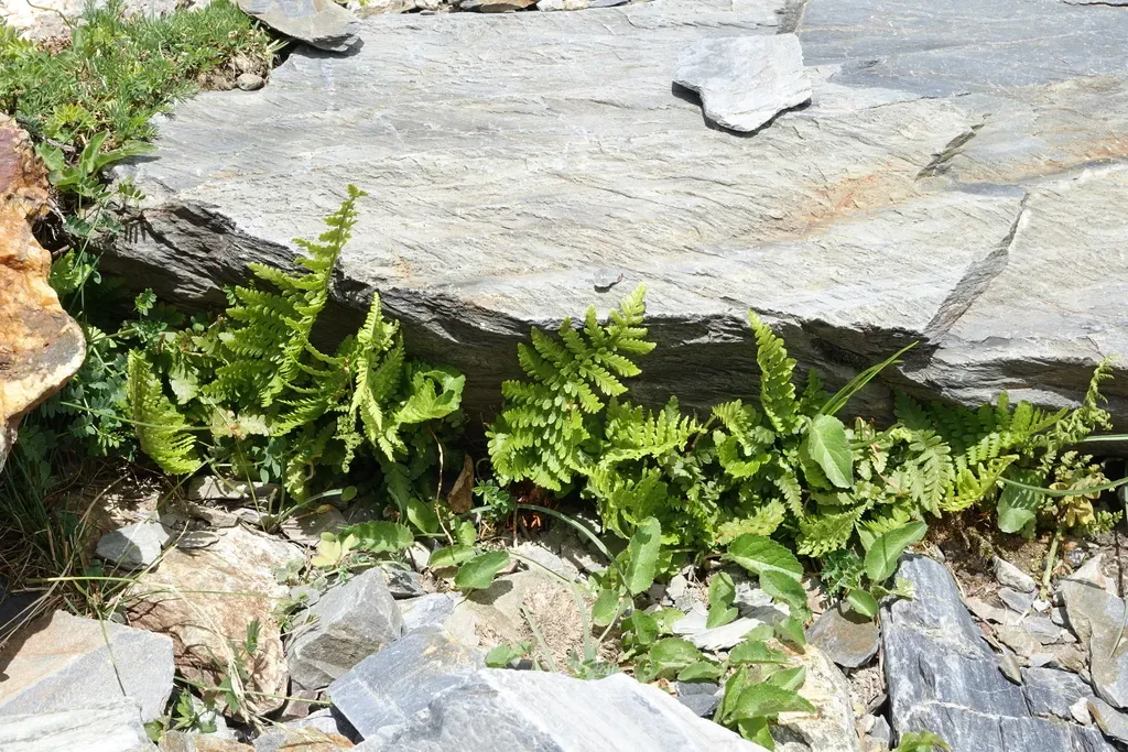 Mountain Male-fern