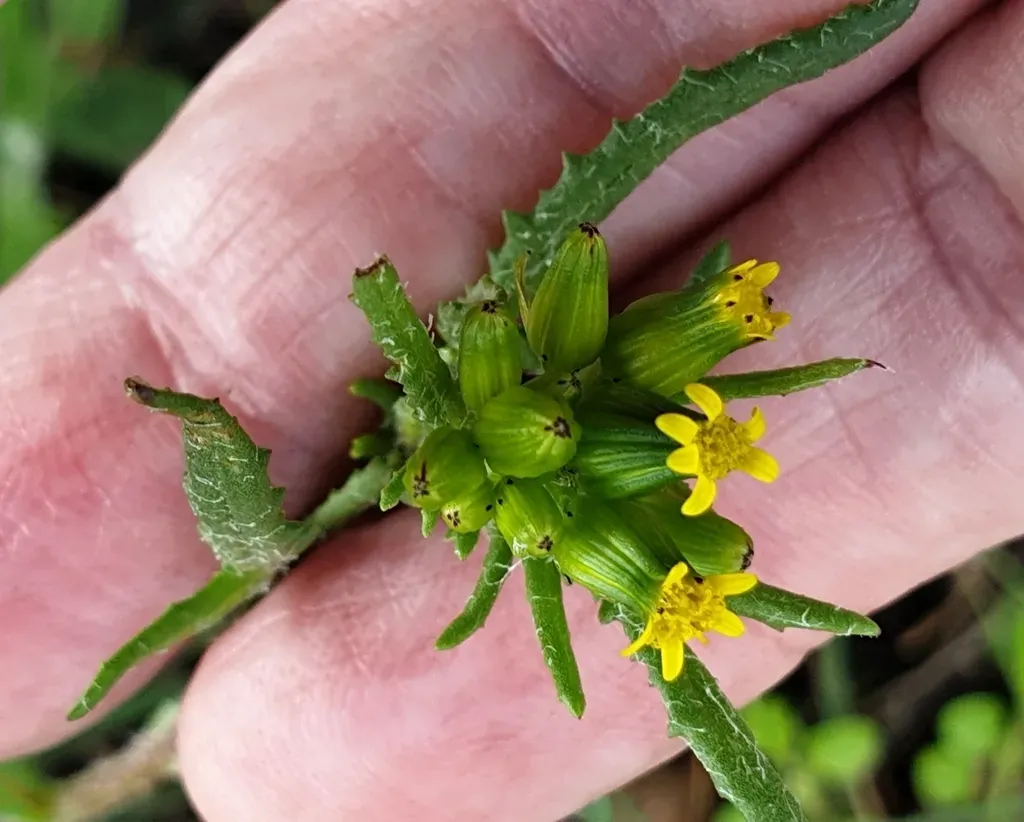 Slender Groundsel