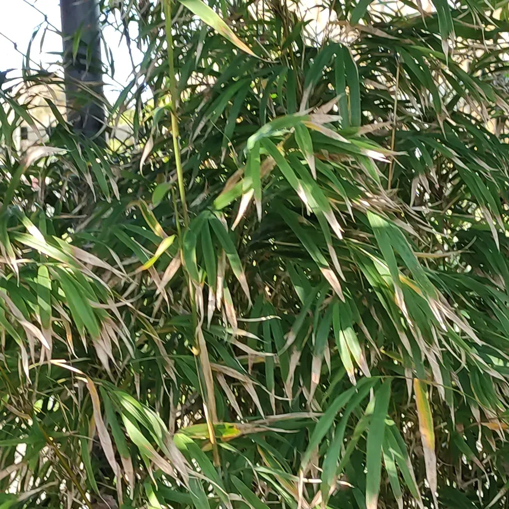 Hedge Bamboo