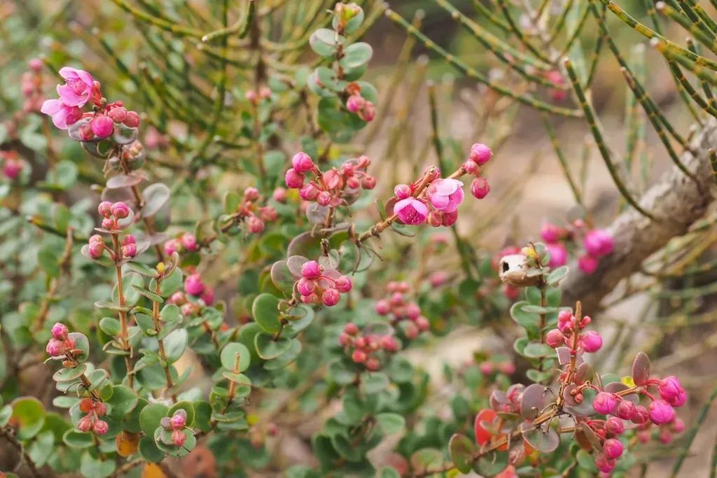 Hypocalymma Speciosum