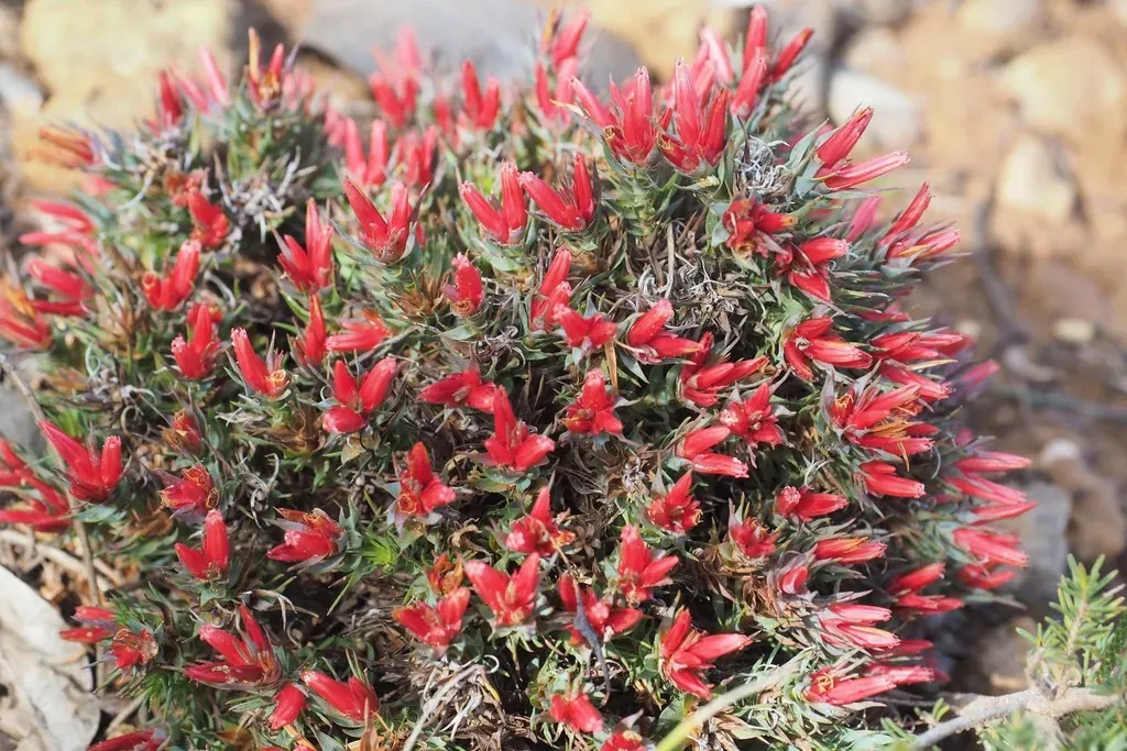 Andersonia Grandiflora