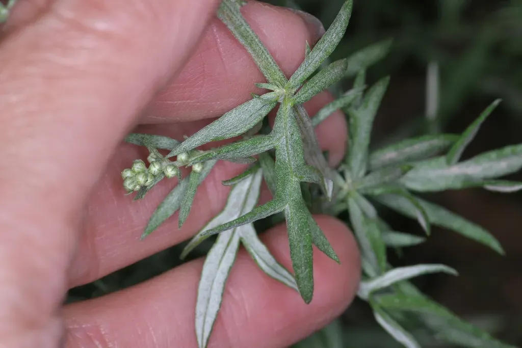 Carruth's Sagewort