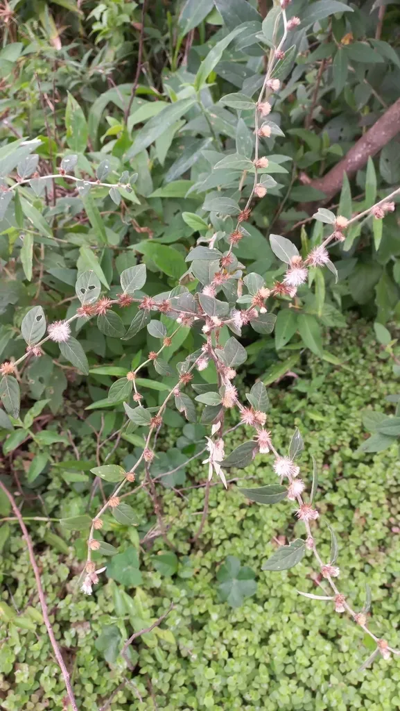 Lepidaploa Chamissonis