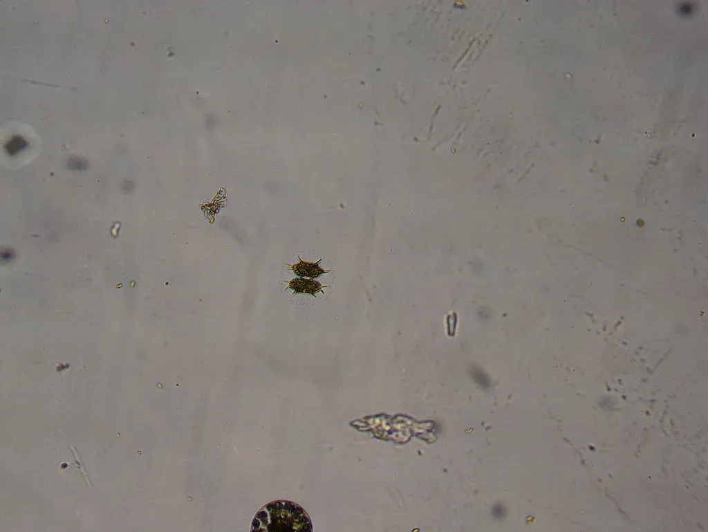 Xanthidium Antilopaeum