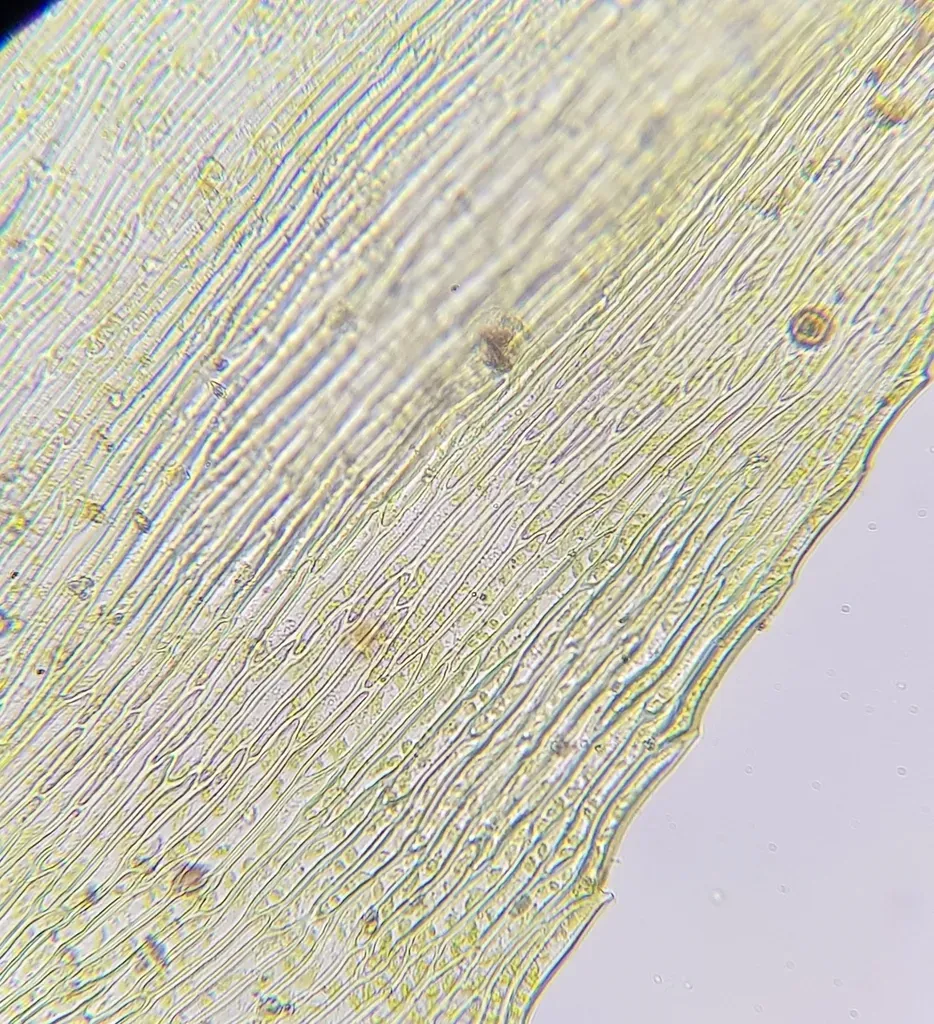 Dull Starry Feather-moss