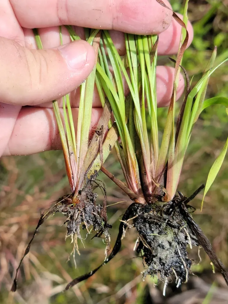 Florida Yellow-eyed Grass
