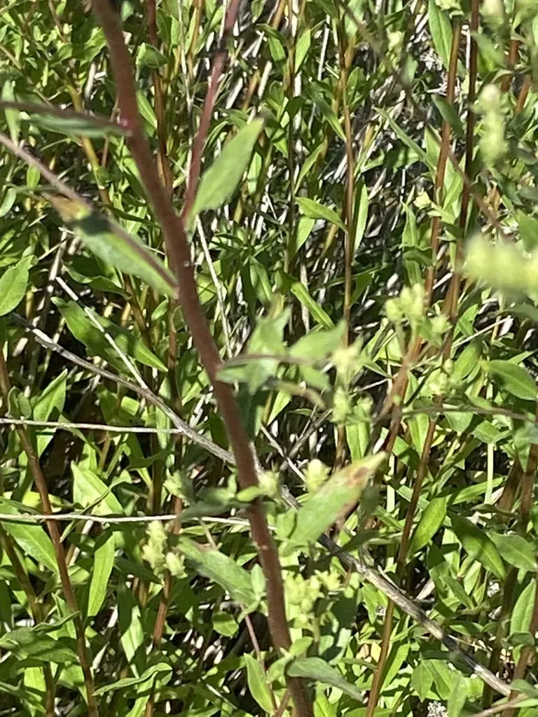 Oregon Whitetop Aster
