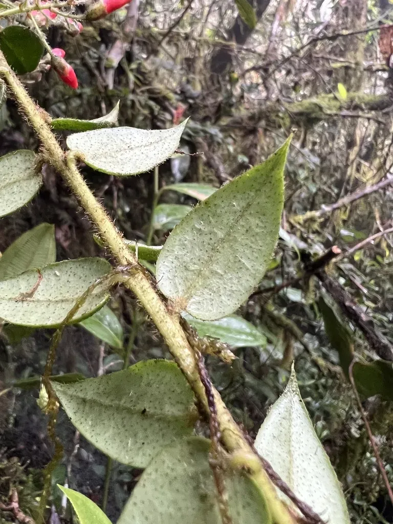 Themistoclesia Epiphytica