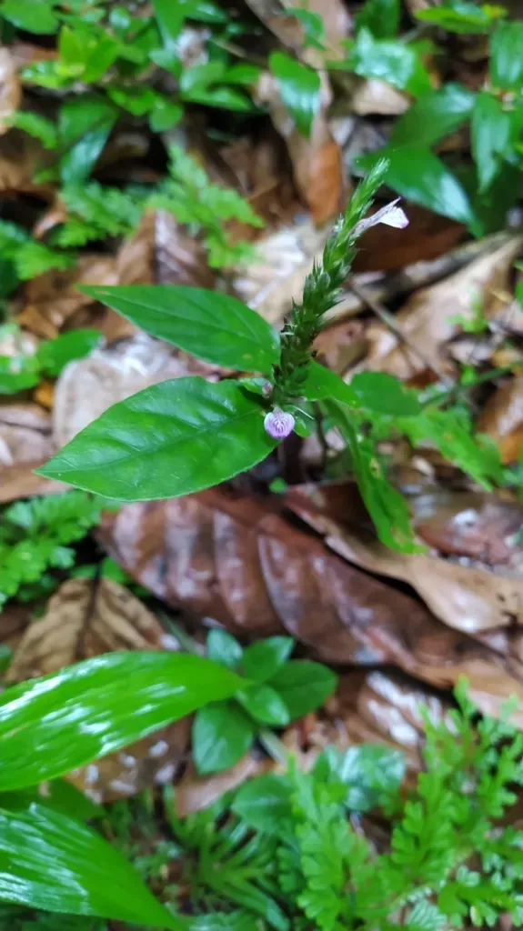 Dianthera Cayennensis