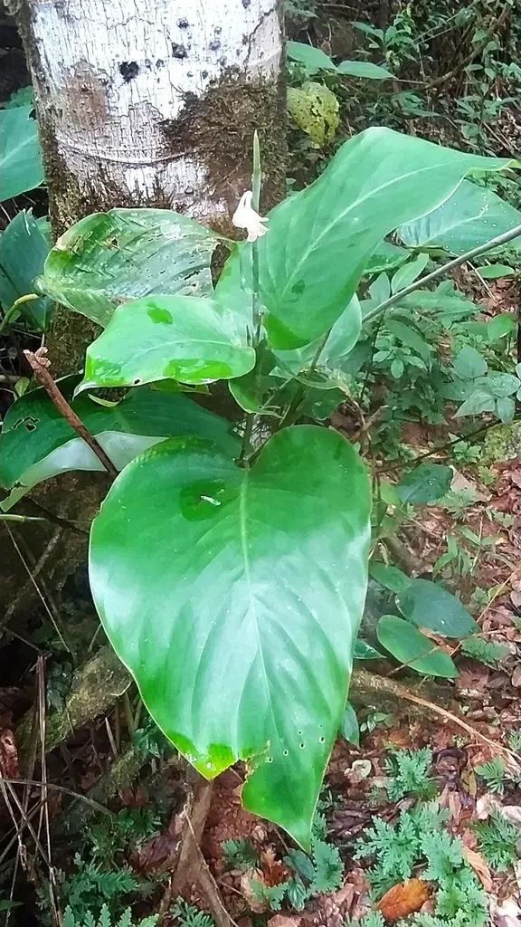 Ischnosiphon Leucophaeus