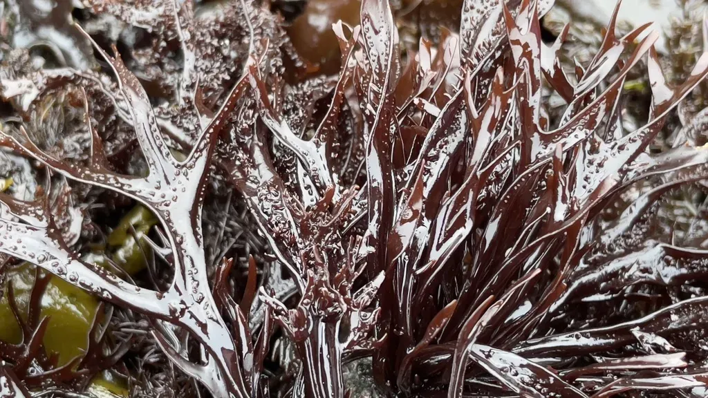 Bushy Turkish Washcloth