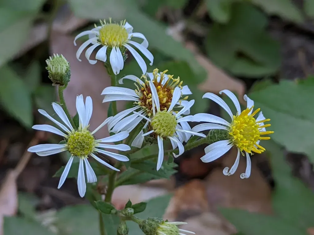 Roughleaf Aster
