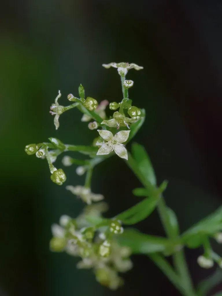 Fendler's Bedstraw