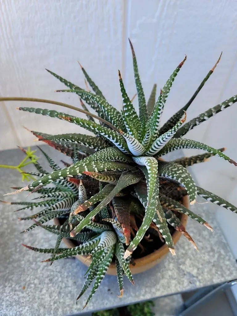 Zebra Haworthia