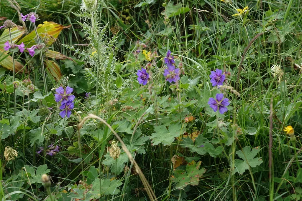 Glandular Crane's-bill