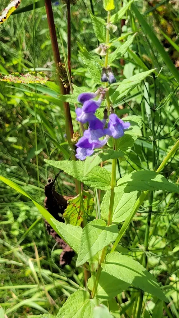 Scutellaria Yezoensis