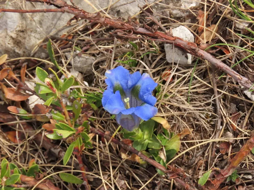 Gentiana Dinarica