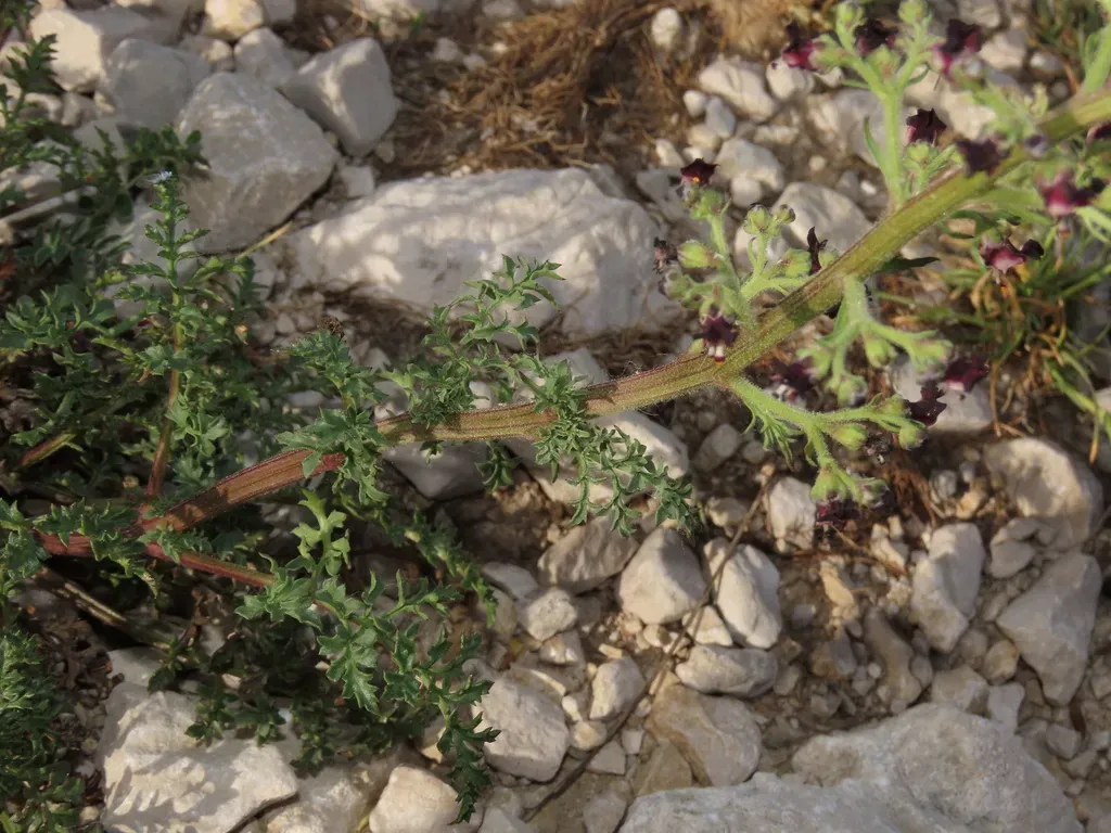 Scrophularia Juratensis