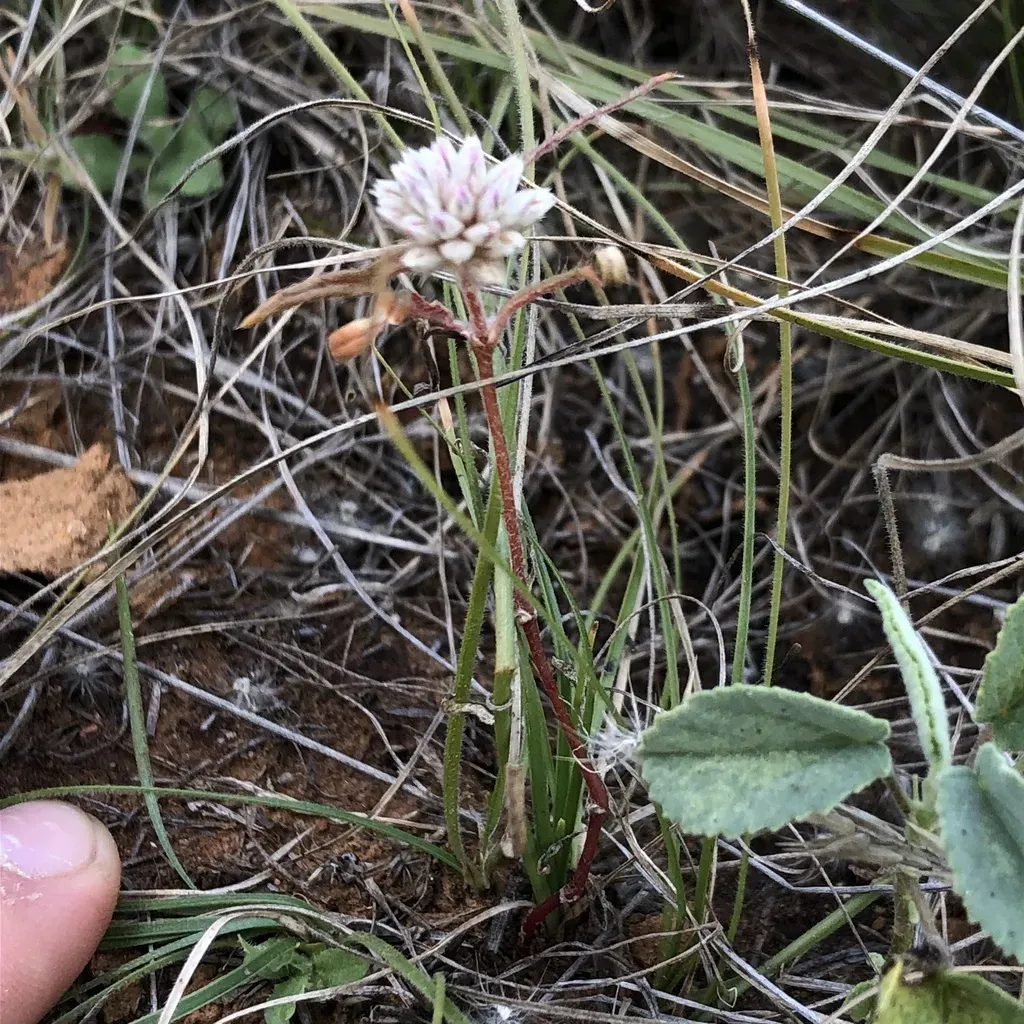 Gomphrena Lanata