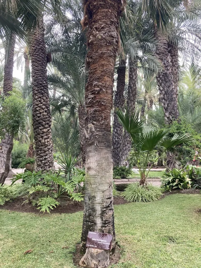 Hispaniolan Palmetto