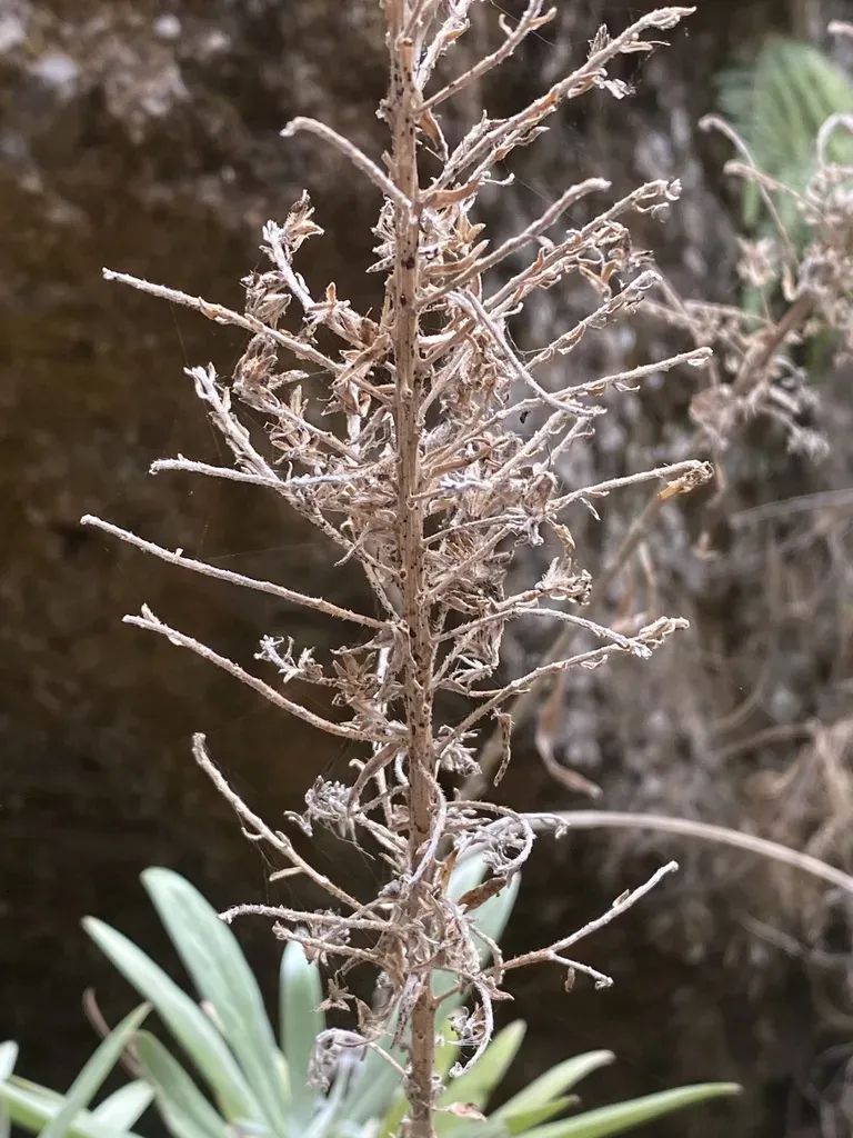 Echium Webbii