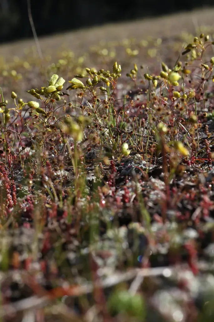 Drosera Zigzagia