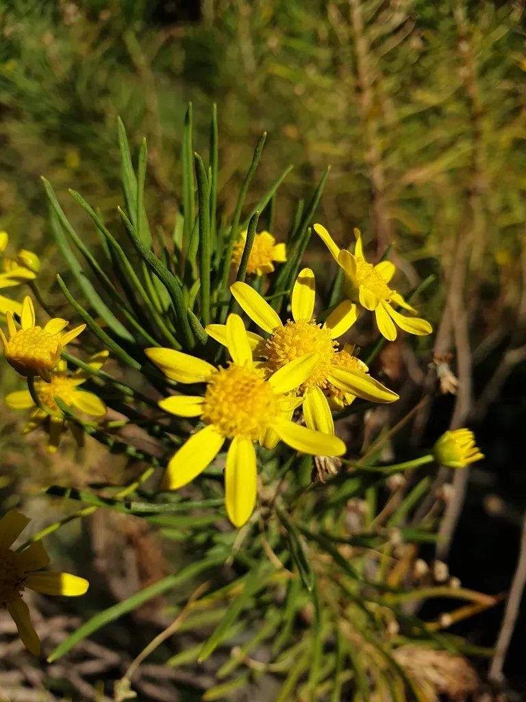 Euryops Arabicus