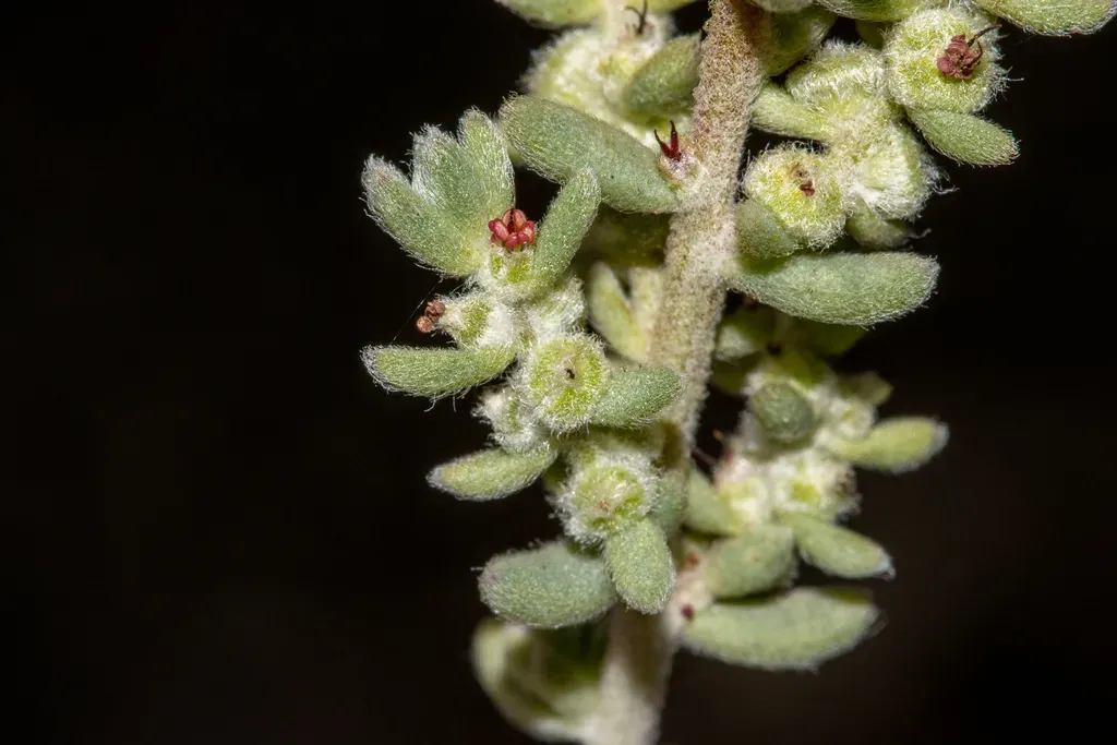 Hairy-fruit Bluebush