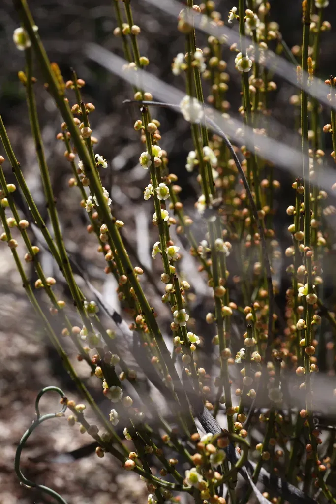 Psammomoya Choretroides