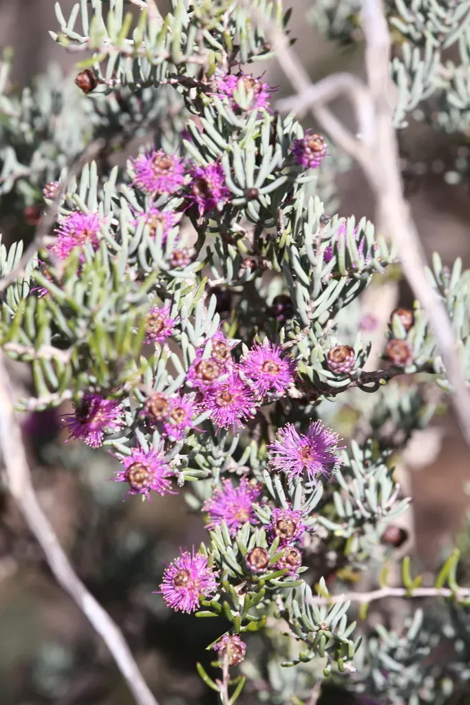Melaleuca Rigidifolia