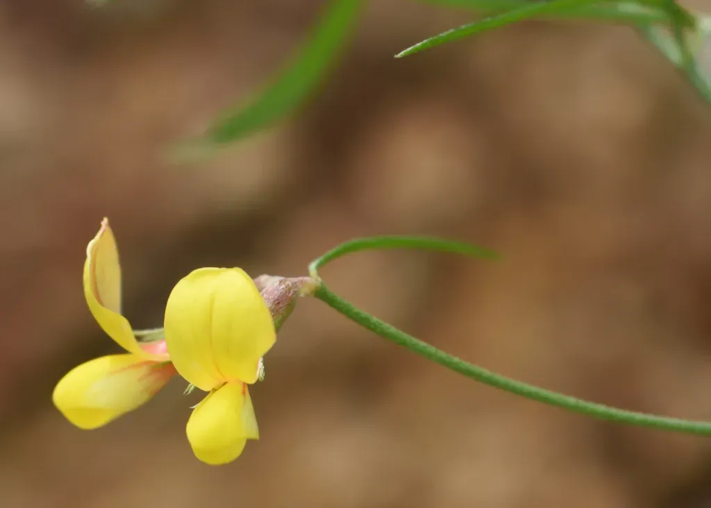 New Mexico Bird's-foot Trefoil