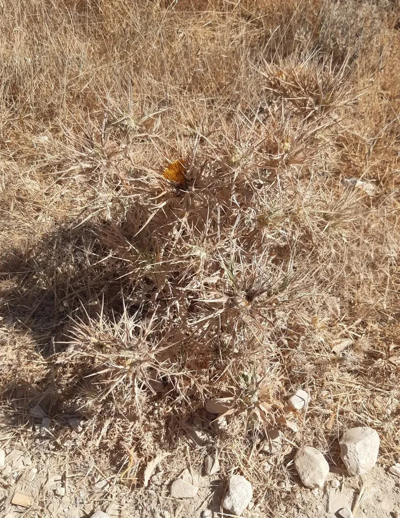 Carlina Libanotica