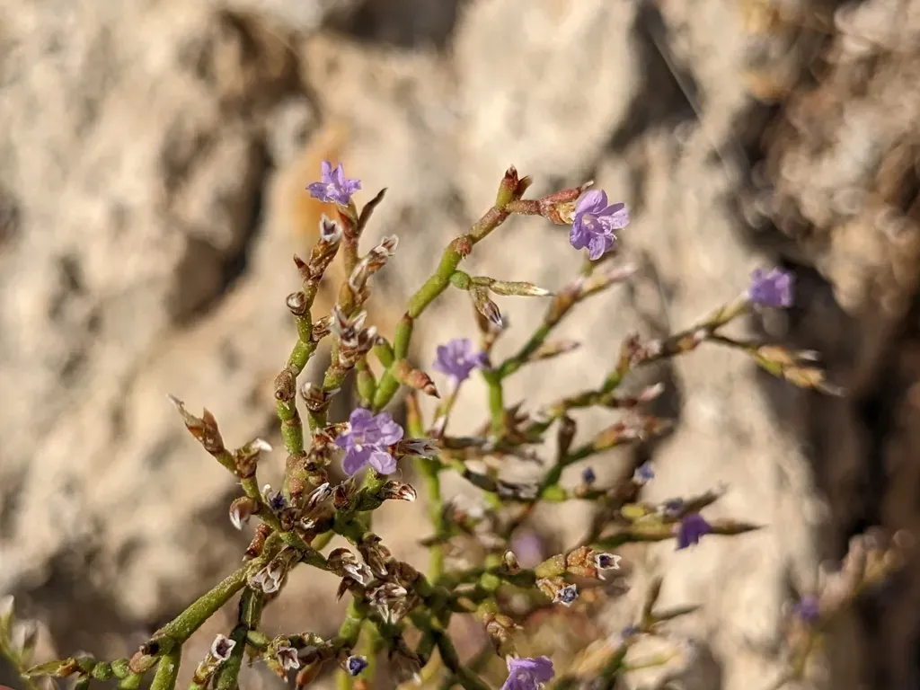Limonium Phitosianum