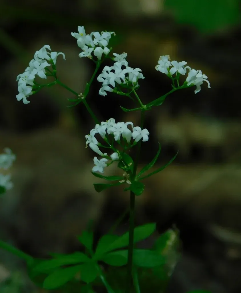 Galium Pseudorivale