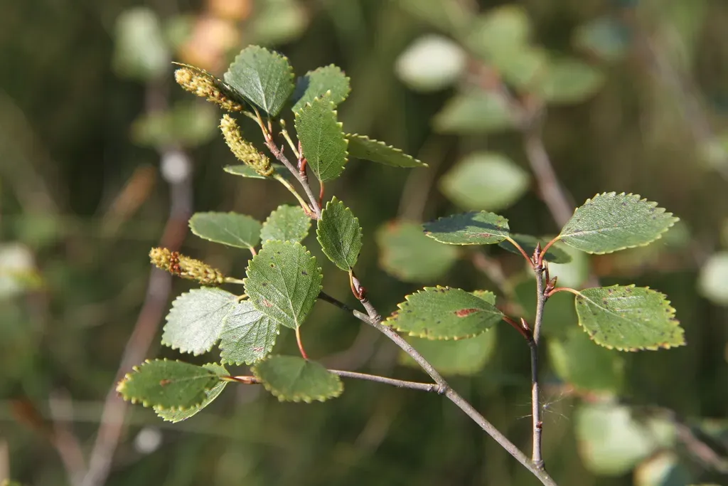 Betula × Intermedia