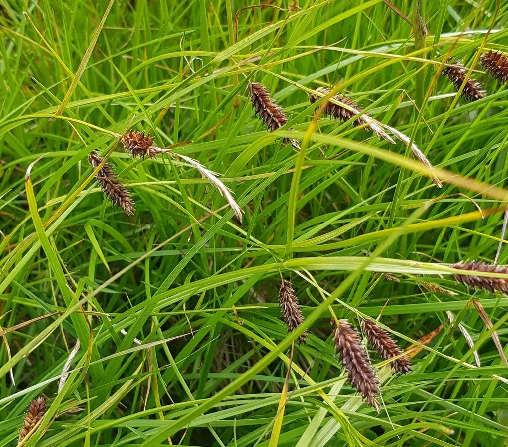 Carex Ledebouriana