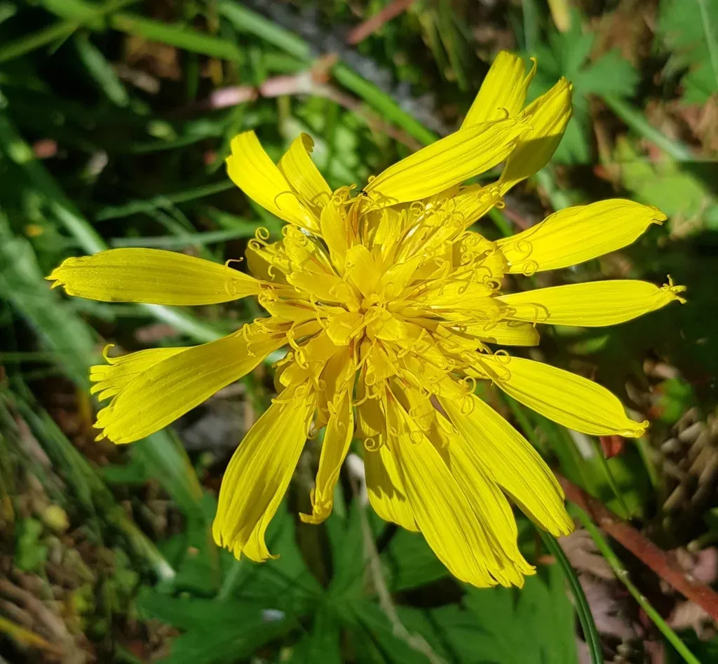 Scorzonera Radiata