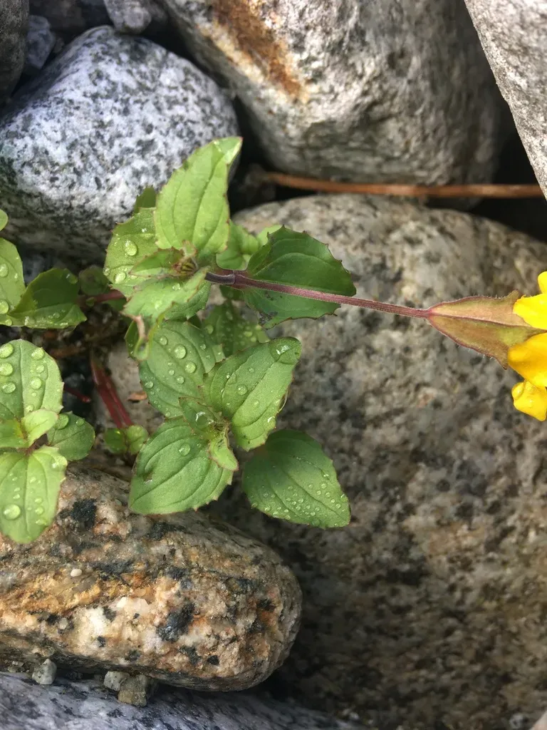 Erythranthe Veronicifolia