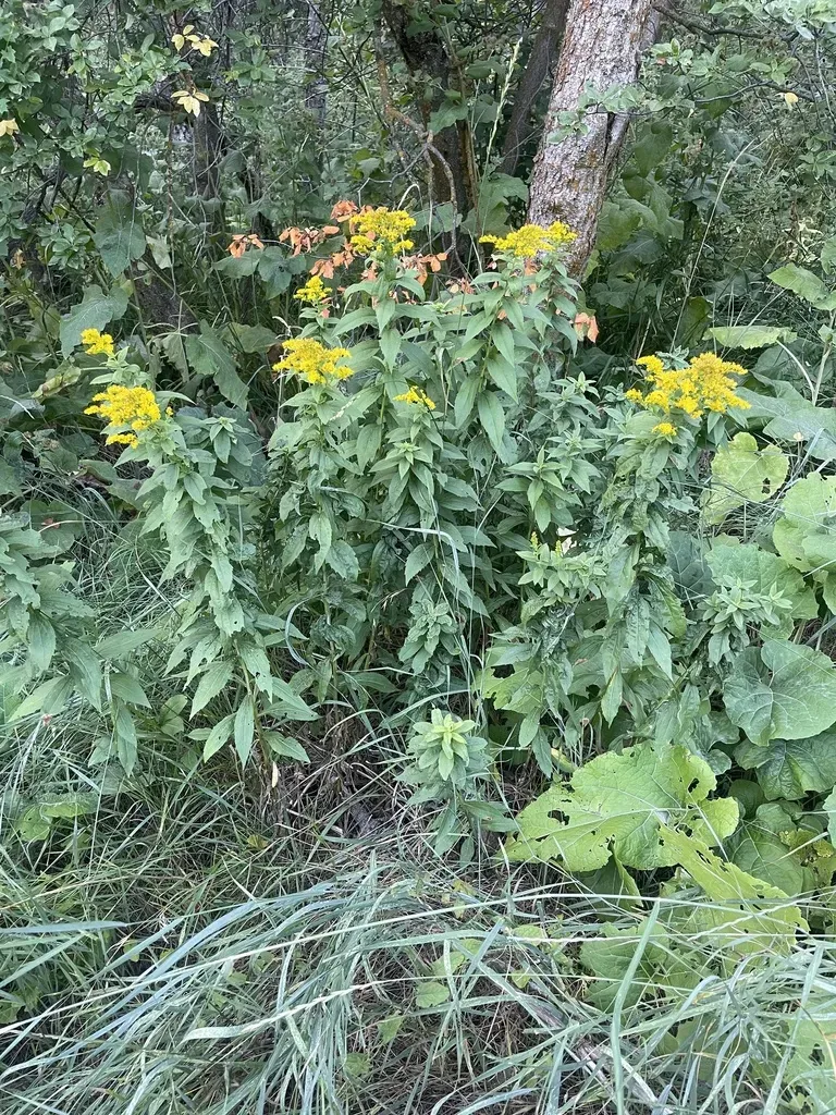 Western Canada Goldenrod