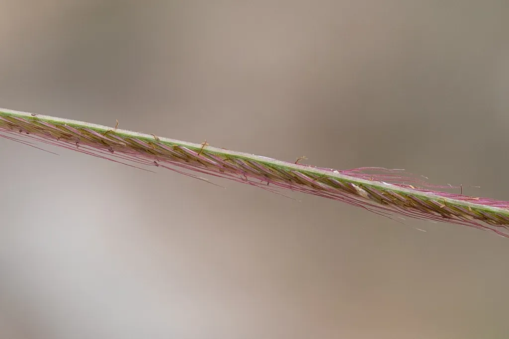 Comb Windmill Grass