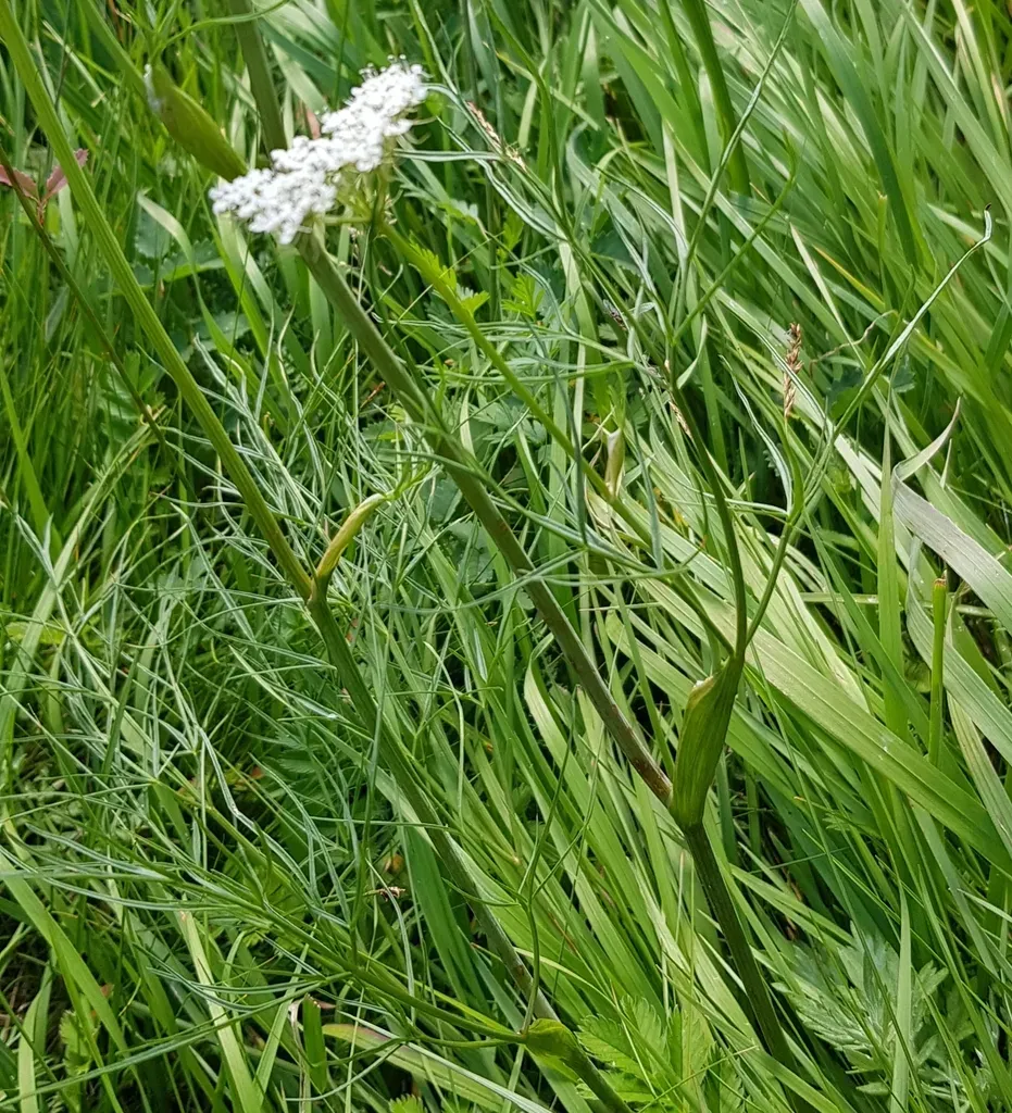 Conioselinum Longifolium