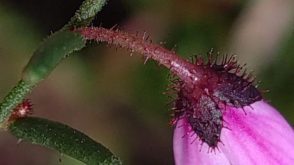 Tetratheca Glandulosa