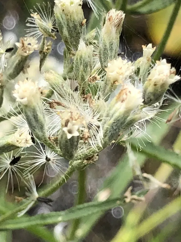 New England Boneset