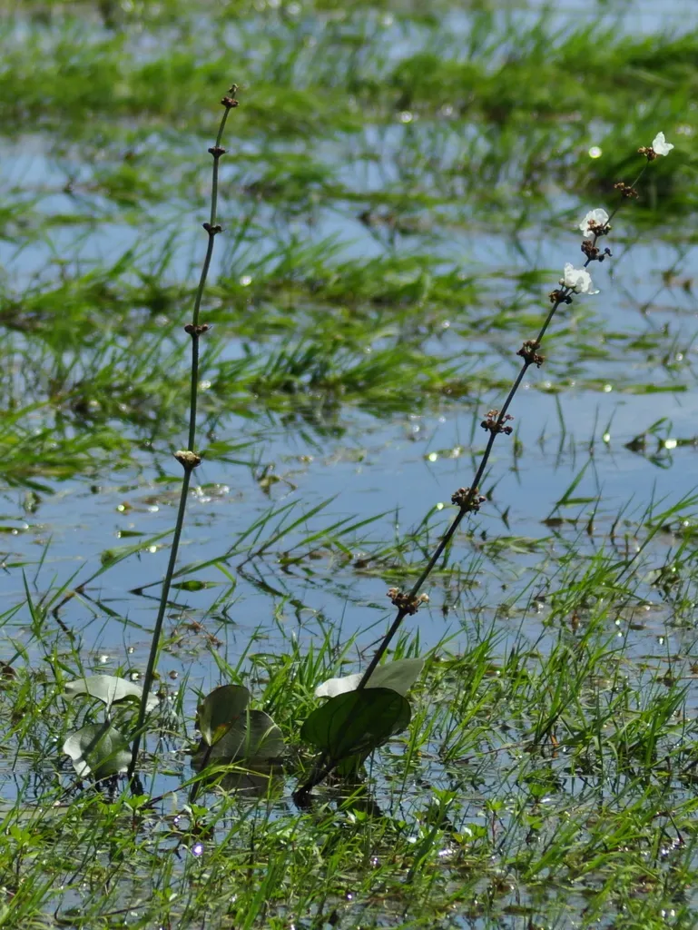 Echinodorus Floribundus