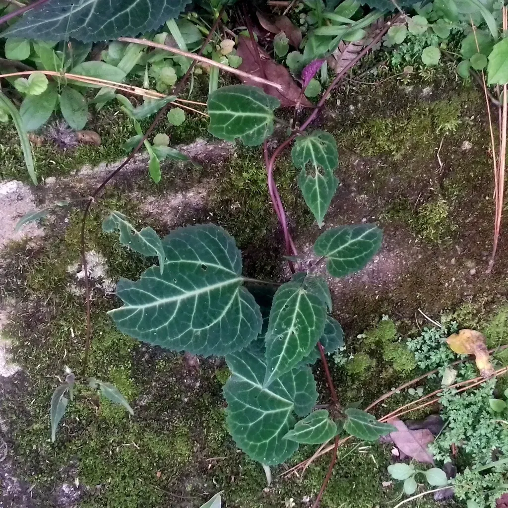 Mikania Hemisphaerica