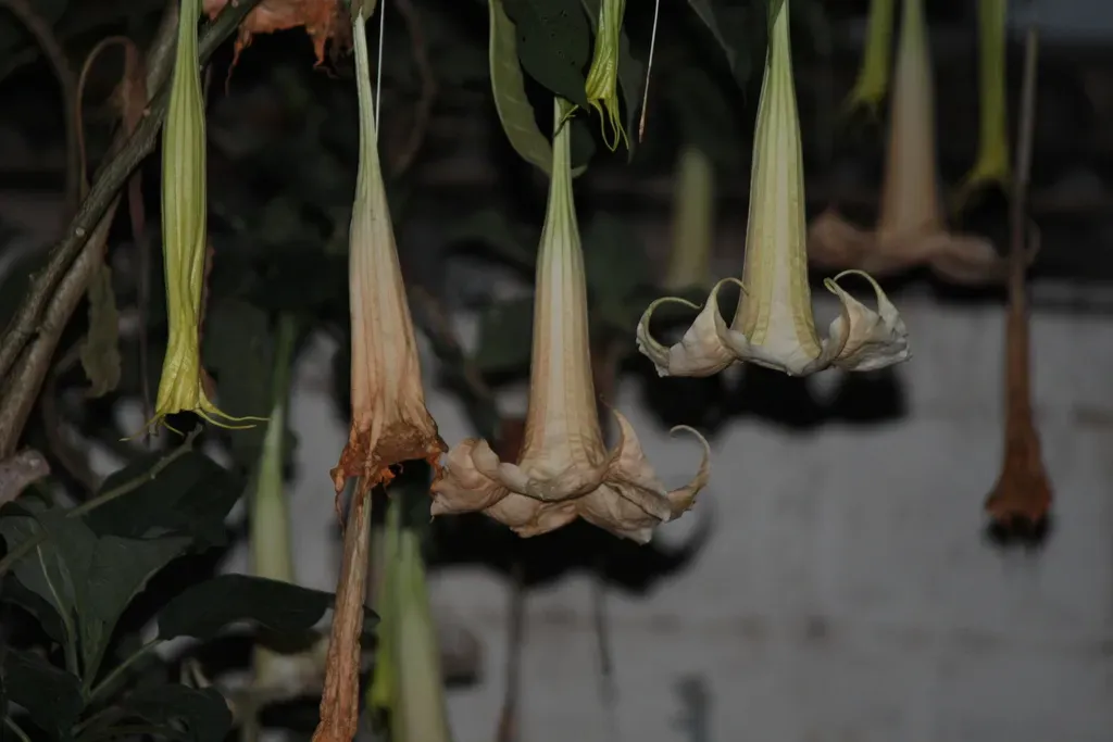 Garden Angel's Trumpet