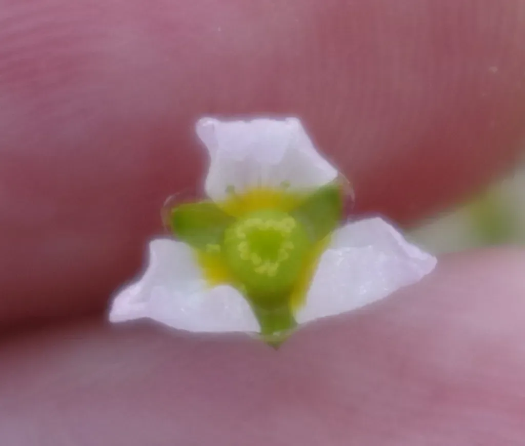 Narrow-leaved Water Plantain