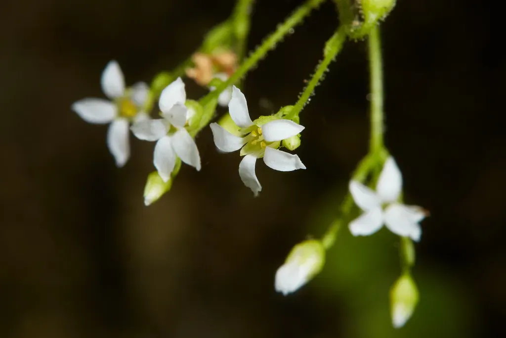 Sullivant's Coolwort